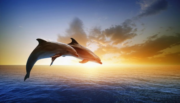 dolphins