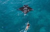 Wild Snorkeling + West Tour